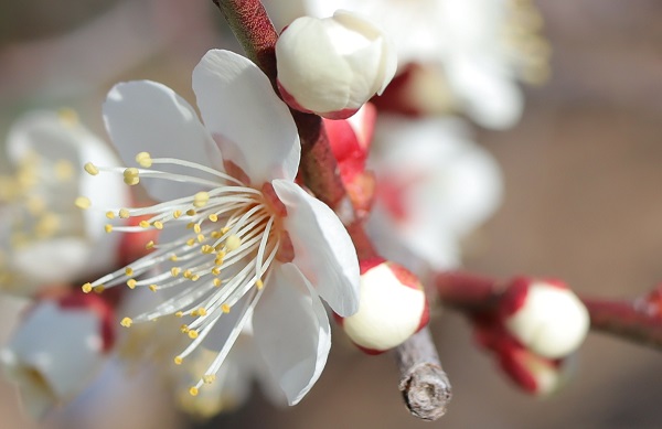 白梅の花、蕾のアップ写真