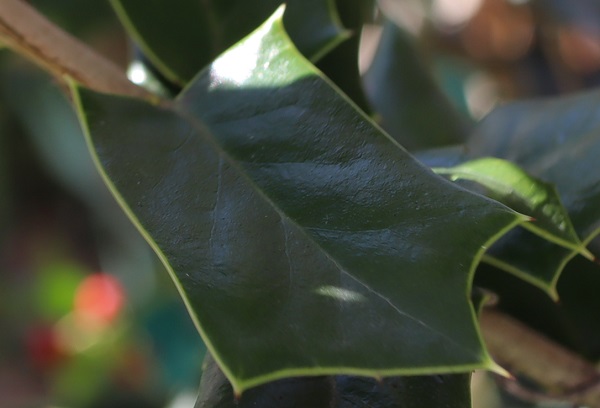 ヒイラギモチ(チャイニーズホーリー)の葉、アップ写真