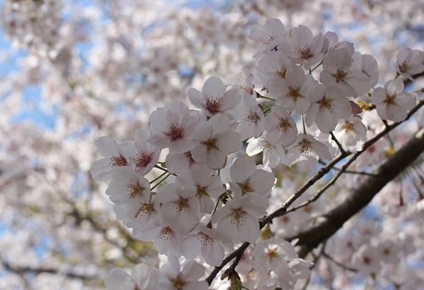 美しいソメイヨシノの花