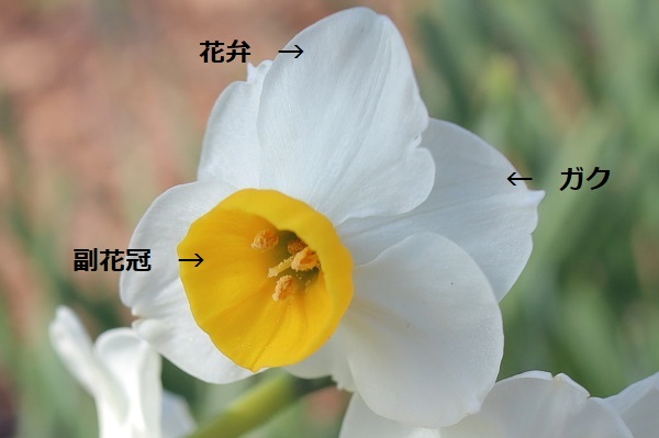日本水仙の花のつくり(構造)、花弁、ガク、副花冠