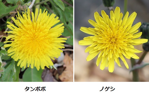 ノゲシとタンポポの花の違い　比較写真