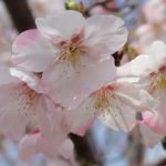 美しい花を咲かせる大漁桜