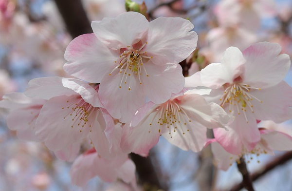 美しい花を咲かせる大漁桜