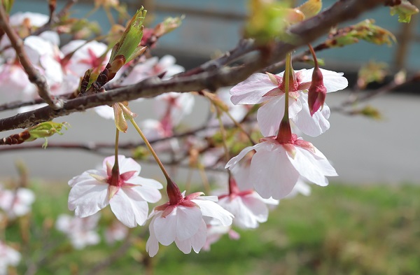 大漁桜（タイリョウザクラ）の花、ガク(萼)、ガクトウ(萼筒)が赤い