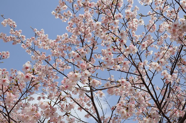 ３月初旬にみかけた「大漁桜（タイリョウザクラ）」