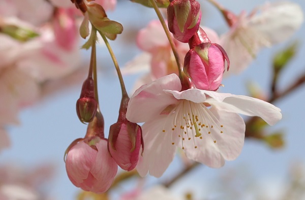 大漁桜（タイリョウザクラ）の膨らんだ蕾と花