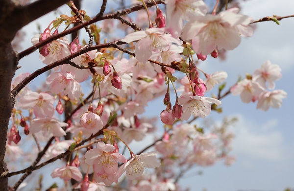 花と蕾をたくさんつけてる大漁桜（タイリョウザクラ）