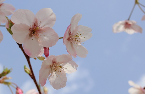 美しい大漁桜（タイリョウザクラ）の花