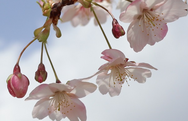 大漁桜（タイリョウザクラ）の花と蕾
