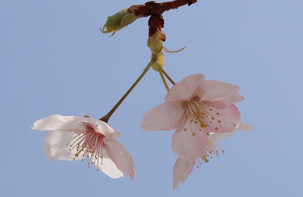 大漁桜（タイリョウザクラ）の花