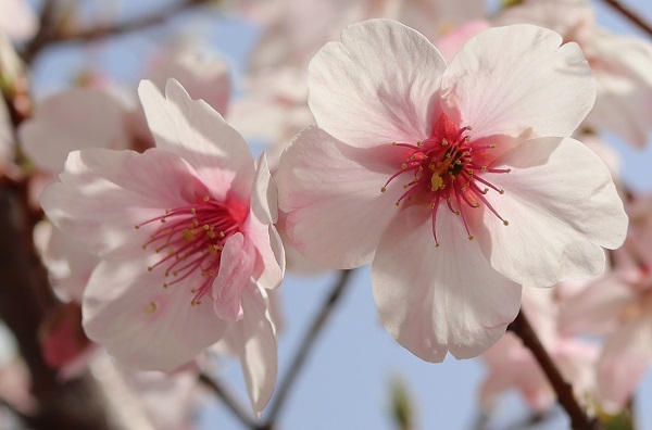 開花が進んだ大漁桜（タイリョウザクラ）