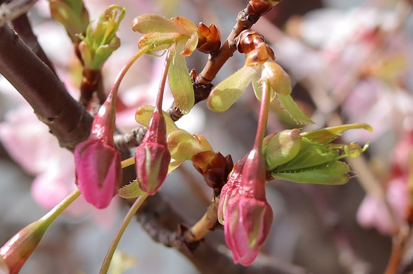 大漁桜（タイリョウザクラ）の美しい蕾