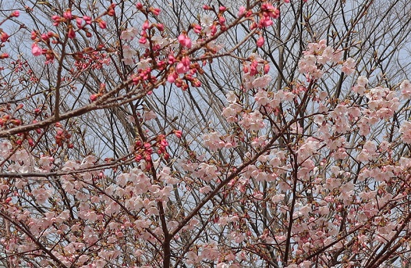 「大漁桜（タイリョウザクラ）」と「カンヒザクラ（寒緋桜）」が一緒に咲いている様子