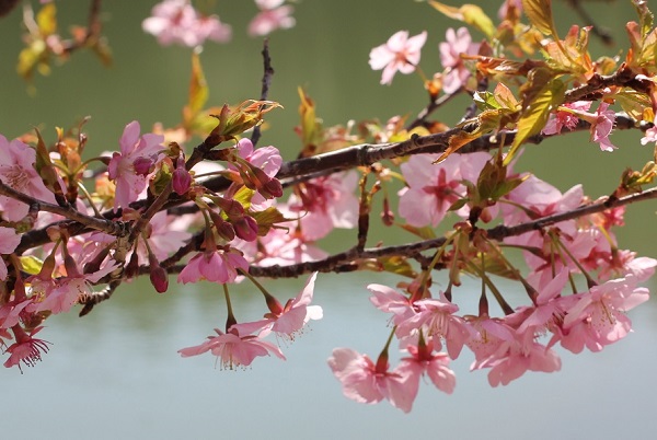 美しい河津桜（カワヅザクラ）の花