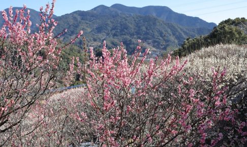 原種梅林「虎馬園(こうまえん)」、山を背景に咲き誇る美しい梅の花