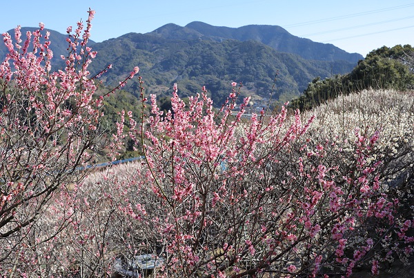 原種梅林「虎馬園(こうまえん)」、山を背景に咲き誇る美しい梅の花