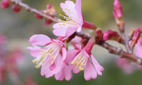 美しいオカメザクラ（おかめ桜）の花