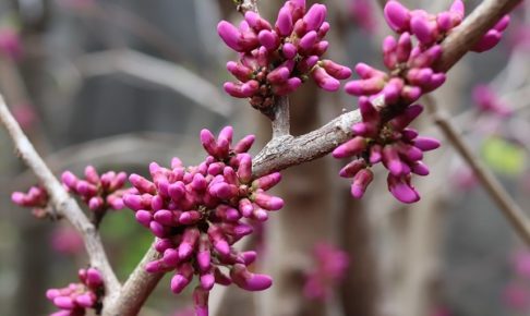 枝いっぱいに花をつけるハナズオウ