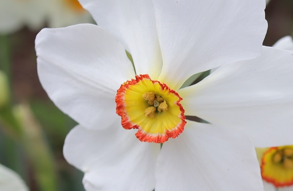 クチベニスイセン「アクタエア」の花のアップ写真