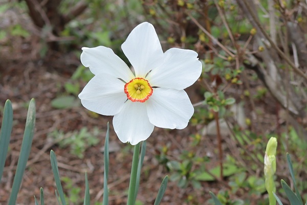 クチベニスイセン「アクタエア」の花が咲いている様子