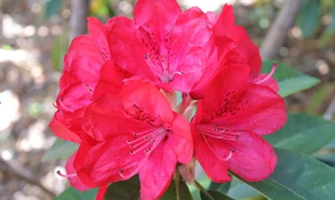 真っ赤なシャクナゲ「ビビアニー」の花