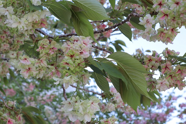 ウコンザクラ（鬱金桜）が咲いてる様子
