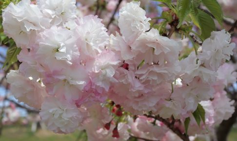 美しいショウゲツザクラ（松月桜)