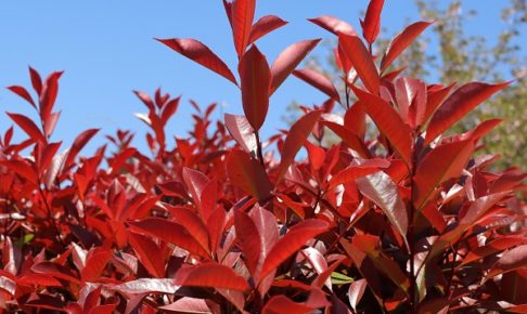 レッドロビン（セイヨウカナメ）の鮮やかな赤い若芽