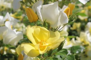黄色と白の花を咲かせる薔薇　リモンチェッロ