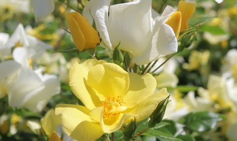黄色と白の花を咲かせる薔薇　リモンチェッロ