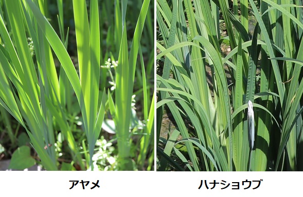 アヤメとハナショウブの葉の比較写真