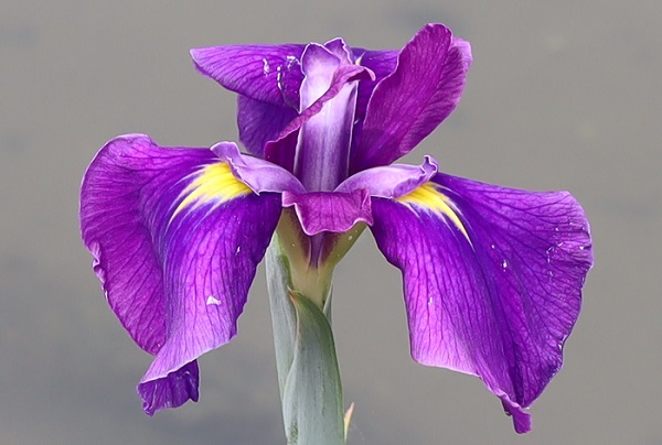 紫のハナショウブ、アップ写真