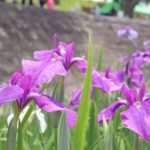 紫色のショウブの花