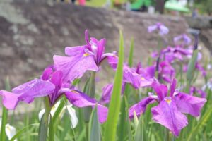 紫色のショウブの花