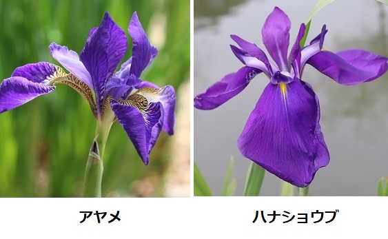 アヤメとハナショウブの花の比較写真