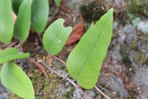 ヒトツバの葉・茎の様子