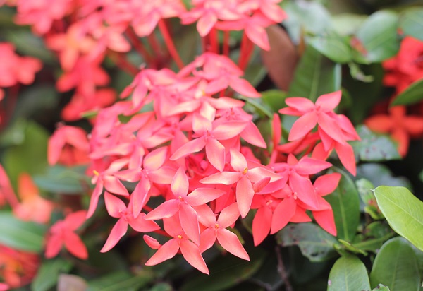 夏に赤い花が咲く花木 優しい雨