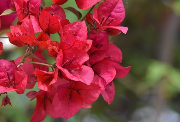 赤い花のブーゲンビレア