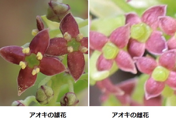 青木（アオキ）の雄花と雌花の比較写真