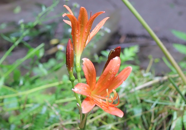 キツネノカミソリの花