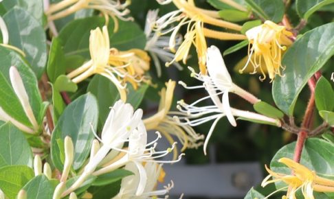 スイカズラ（吸い葛）の白と黄色の花