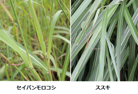 「セイバンモロコシ（西蕃蜀黍）」と「ススキ(芒・薄)」の葉の比較写真