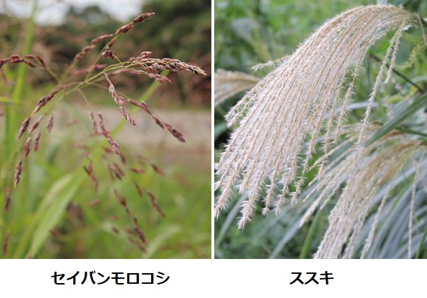 「セイバンモロコシ（西蕃蜀黍）」と「ススキ(芒・薄)」の花穂・比較写真