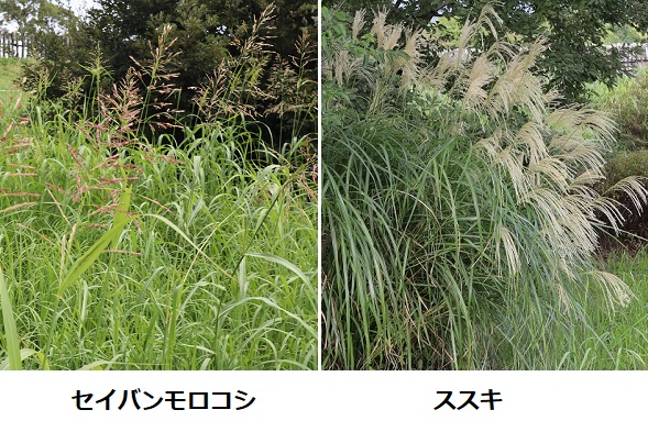 「セイバンモロコシ（西蕃蜀黍）」と「ススキ(芒・薄)」の比較写真
