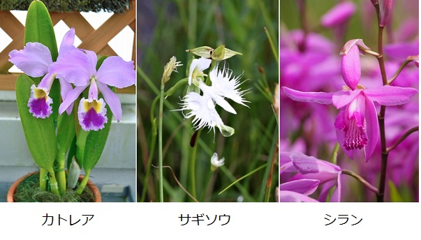 カトレア・サギソウ・シランの花