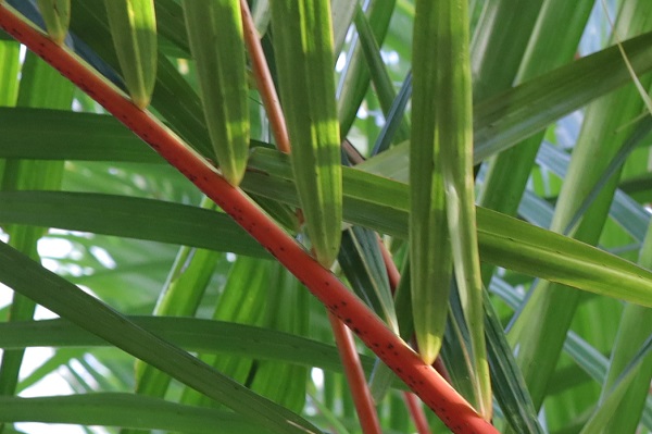 ヒメショウジョウヤシ（姫猩々椰子）の赤い葉柄