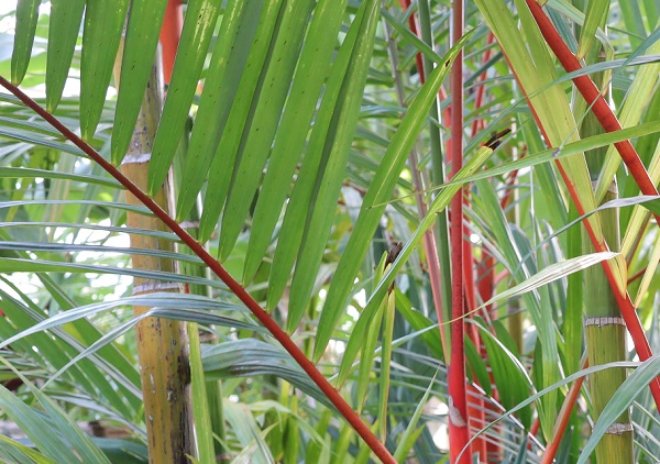 ヒメショウジョウヤシ（姫猩々椰子）の葉と葉柄