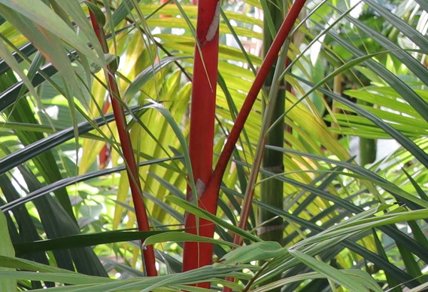 ヒメショウジョウヤシの赤い茎の様子