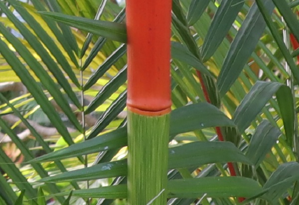 ヒメショウジョウヤシ（姫猩々椰子）の茎（幹）・赤と緑のツートンカラー