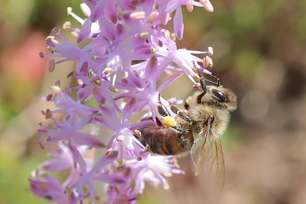 ツルボ（蔓穂）の花とミツバチ